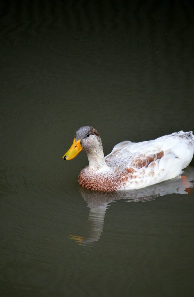 duck, bird, animal