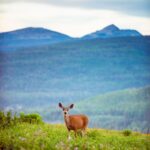 deer, mountains, wildlife