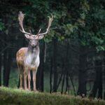 animal, mammal, fallow deer