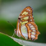 butterfly, siproeta stelenes, malachite