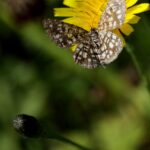 butterfly, bug, flower