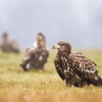 eagles, nature, birds