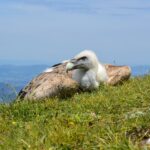 vulture, bird, grass