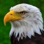 eagle, bird, portrait