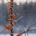 sea buckthorn, winter, berries