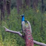 Peacock Perched on Tree Branch