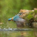 Photo of Common Kingfisher Flying Above River