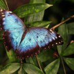 Blue and Black Butterfly on Green Leaves