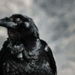 Selective Focus Photograph of Black Crow